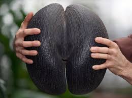 Seed Pod Photo Pflanzenreich Exotische Fruchte Pflanzen