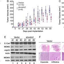 Pdf Context Dependent Roles Of Mdmx Mdm4 And Mdm2 In Breast Cancer Proliferation And Circulating Tumor Cells