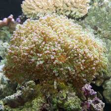 Frogspawn Coral Euphyllia Divisa Medium Coral Frog Eggs Coral Frags