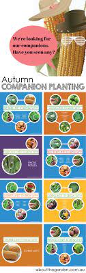 Vegetable Companion Plants Autumn About The Garden Magazine
