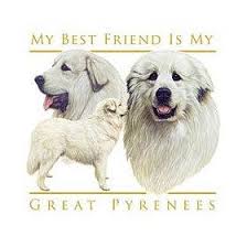 1,356 likes · 35 talking about this. Great Pyrenees Breed Information