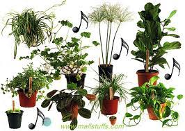 Plamp (n.) (combination of the words, plant and lamp) (adj. How Music Affects Plant Growth
