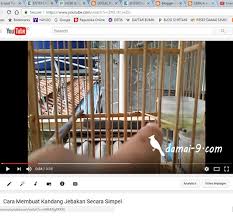 Cara membuat sangkar jebakan burung kacer. Cara Membuat Kandang Jebakan Secara Simple Hobi Si Petani