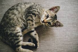 The vestibular apparatus—seated deep within the inner ear—is responsible for maintaining a cat's balance, along with their sense of orientation and direction. Vestibular Disease In Cats A Helpful Guide Canna Pet