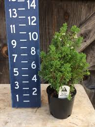 Awc bog in a large basin, with leatherleaf and. Chamaecyparis Thyoides Top Point Atlantic White Cedar 1 5 Pint Catskill Native Nursery Plant Shop