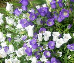 Garden bulbs, plants, gifts and home, garden furniture Canterbury Bells Cup And Saucer Mix Seeds Campanula Medium