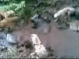 Domuz Kopek Savasi Dailymotion Video