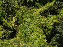 Image result for Zehneria tridactyla