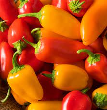 Trois tonnes de tomates abandonnées aux abords d'un champ de maïs à briec, dans le secteur du pénity. Accueil Saveol