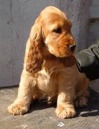 Black And Tan Cocker Spaniel Puppies For Sale In Nc English Golden Cocker Spaniel Francini S Rodolfo Valentino Cockerspanielblack Cocker Spaniel Puppies Golden Cocker Spaniel Puppies Golden Cocker Spaniel