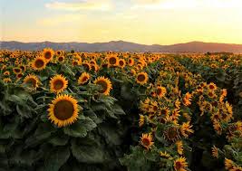 In dem animationsfilm bewegt sich van gogh durch seine eigenen bilder. Wie Sich Sonnenblumen Bewegen Science Orf At