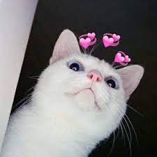 tattoos set witch s mark ms mary sims on patreon in 2021 cute cat memes cute animals cute cat wallpaper