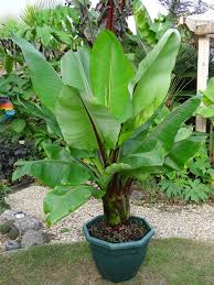 Image result for Ensete ventricosum