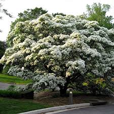 Image result for Chionanthus