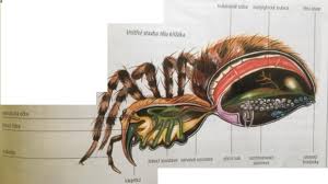 Image result for pokoutnik st job 