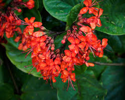 Image result for Clerodendrum splendens