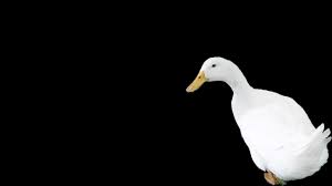 Maybe you would like to learn more about one of these? Duck Wallpapers Top Free Duck Backgrounds Wallpaperaccess