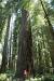 California Redwood Tree Tunnel
