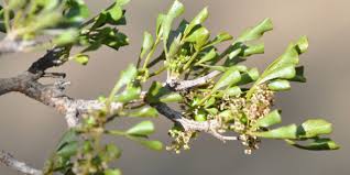 Image result for Searsia rogersii