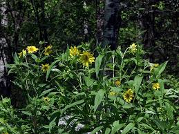 Image result for Sphaeranthus foliosus