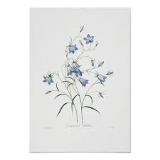 Campanula Clochette Poster Zazzle Com Botanical Prints Botanical Illustration Plant Drawing