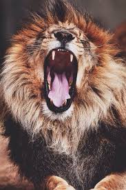 Random Inspiration 141 Architecture Cars Style Gear Animals Wild Animals Beautiful Animals