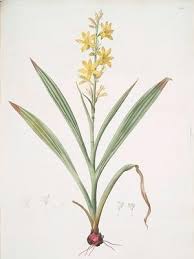 Image result for Wachendorfia