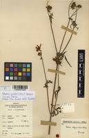 Image result for Bidens steppia