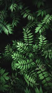 Imgur The Most Awesome Images On The Internet Green Leaf Wallpaper Plant Wallpaper Fern Wallpaper