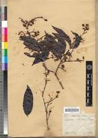 Image result for Combretum fuscum