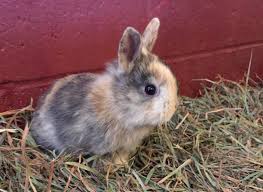 Image result for bunny