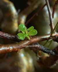 Image result for Commiphora schlechteri