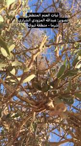 Image result for Oncocalyx