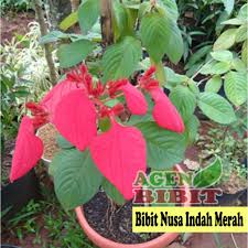 Memberikan bunga kepada orang terkasih adalah hal yang biasa. Bibit Bunga Nusa Indah Merah Tanaman Pohon Hias Outdoor Mussaenda Shopee Indonesia
