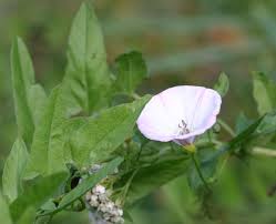 Image result for Convolvulus farinosus