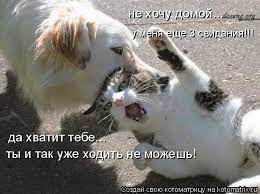 Котоматрица: не хочу домой... у меня еще 3 свидания!!! да хватит тебе... ты  и так уже ходить не