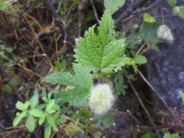 Image result for Girardinia diversifolia