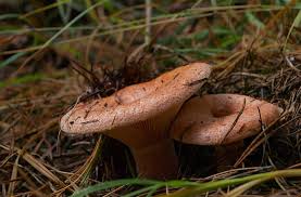 Sezon na grzyby już się rozpoczął. Czas Na Grzybobranie Grzyby Jadalne Opis Zdjecia Lubelski Pl Portal Lifestyle