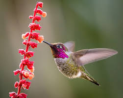 Image result for hummingbird