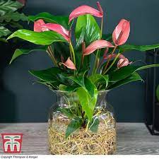 Aroids, anthuriums & philodendrons care. Anthurium Aqua Salmon In Sierglass House Plant Thompson Morgan
