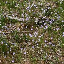Leaves hairy, oblong, to 70 mm long and 13 mm wide, with wavy edges. Wahlenbergia Stricta