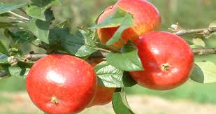 The heritage fruit tree company is helping to save our fruit tree heritage. Taste Heritage Apples At The Brogdale Apple Festival