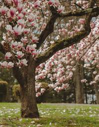 Jane magnolia tree the jane magnolia is the perfect small tree or large shrub to bring. How Much Does A Large Magnolia Tree Cost