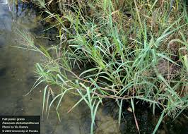 Image result for Panicum monticola