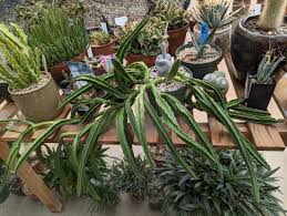 Image result for Stapelia leendertziae