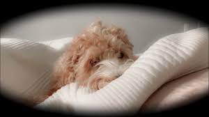 Coffee machine brands australian labradoodle miniature. Mini Labradoodle A Complete Guide To The Miniature Labradoodle Dog