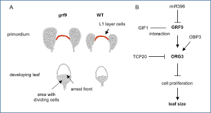 Check spelling or type a new query. Growth Regulating Factor 9 Negatively Regulates Arabidopsis Leaf Growth By Controlling Org3 And Restricting Cell Proliferation In Leaf Primordia