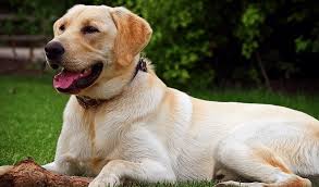 Check out all our dog breed profiles to learn. The Most Popular Dog Breeds In 2020 Cesar S Way