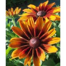 Image result for Renealmia susanneae-katziae