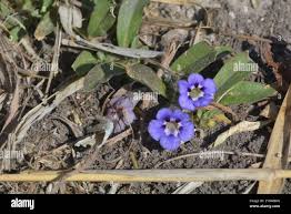 Image result for Aptosimum lineare